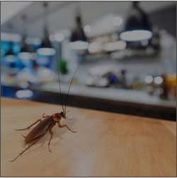 Pest control services London