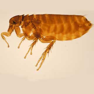 Pest Control Fleas London
