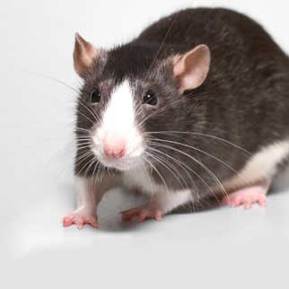 rat pest control london, rat exterminator london