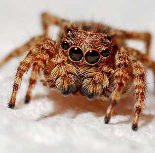 Pest Control Spiders London