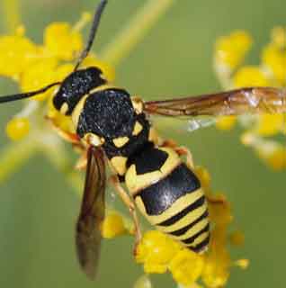 Pest Control Wasps London