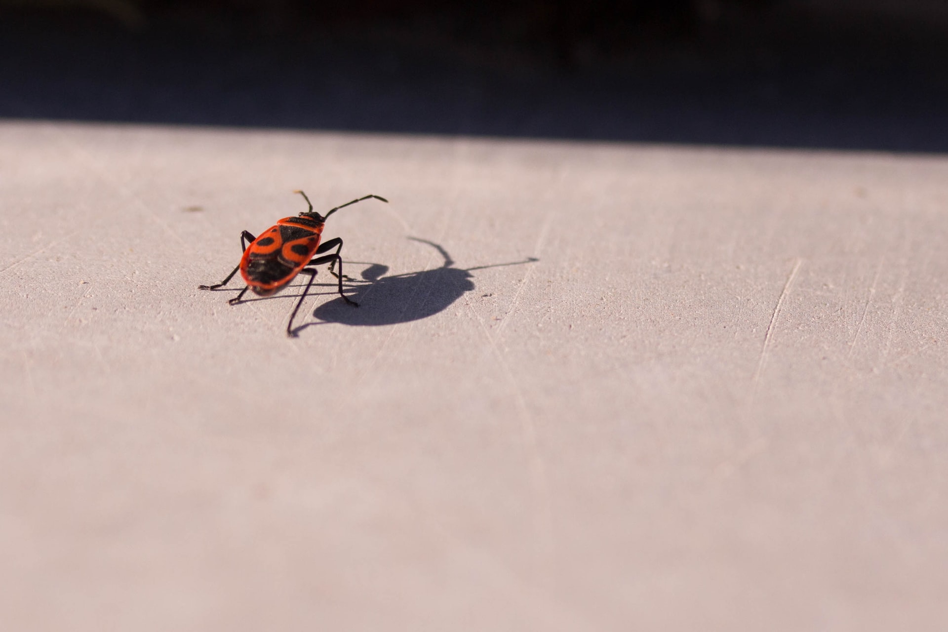 Cockroach Extermination