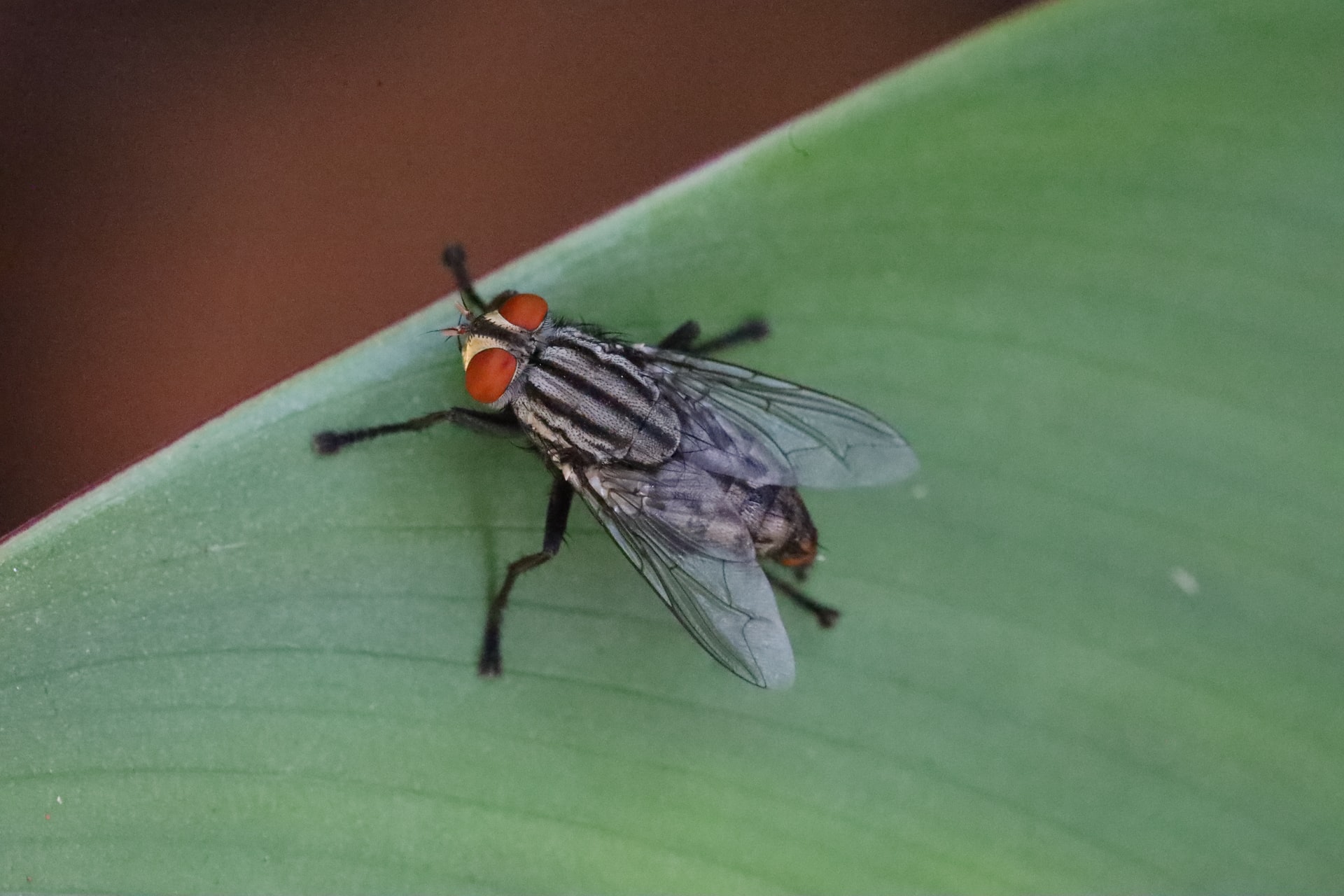 Flies Control